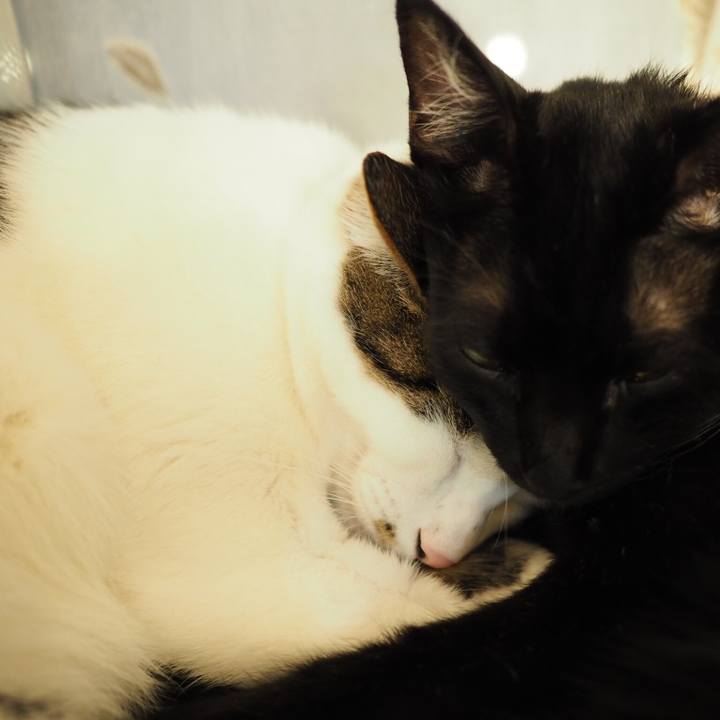 13e7c322 32ef 412b bd73 16ef368d9132 1544884590025