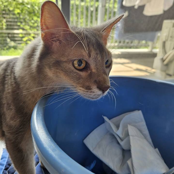 13e92a4c 636f 4174 85f7 b68d702a0668 1723528091088