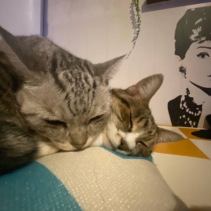 13f464b5 942d 4a89 b8ad d9643d69576c 1697388759504