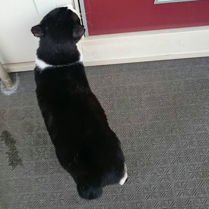 13f7b53a 5d55 4dea a09a 12e5a94dbb36 1517285104539