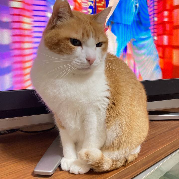 13fa8cff 40d8 48bc b545 2b24852eecde 1774362384966