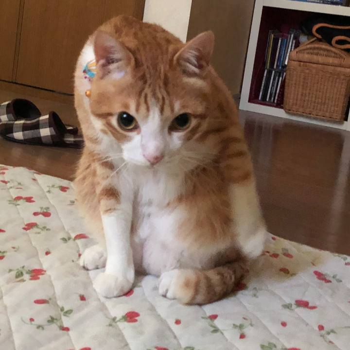 13fd53bf 0187 4fe1 82cf 01088f088804 1562103834137