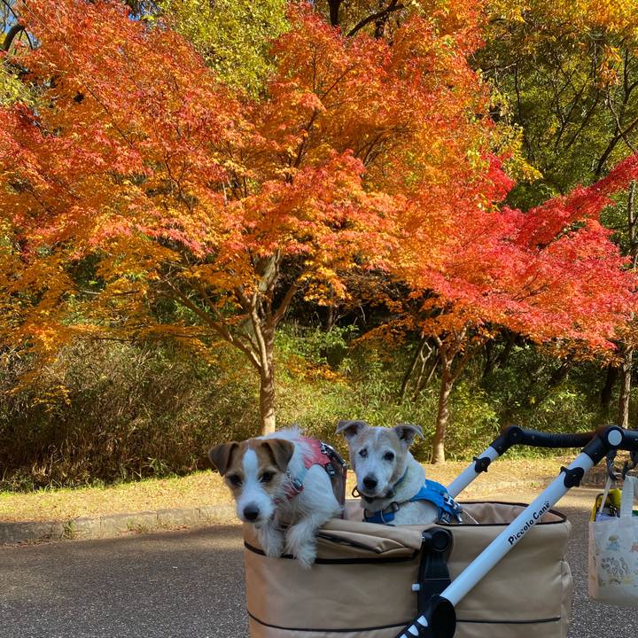 13fe158e 05ab 4b10 bc93 c7b5eb744a72 1700980993383