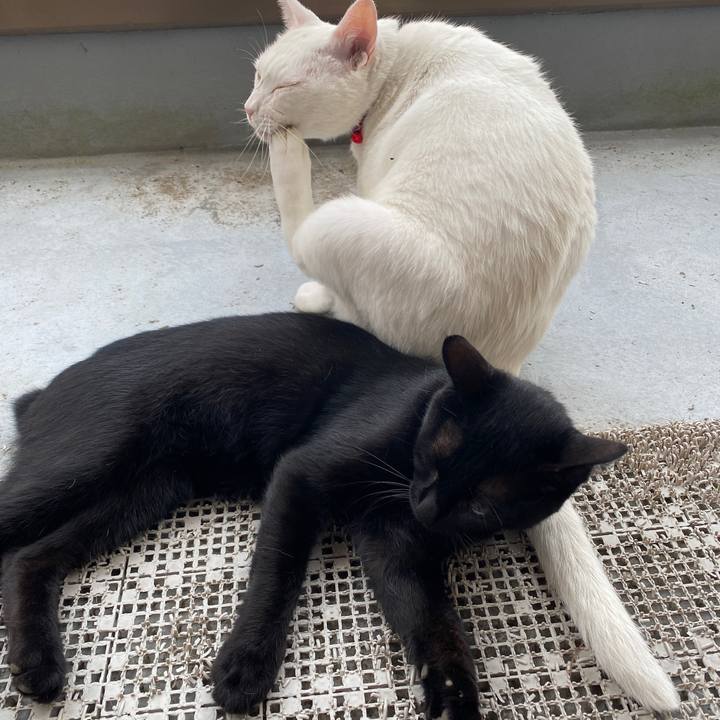 13ffe472 c27d 4ab0 af12 ee029ae94ff9 1626941145213