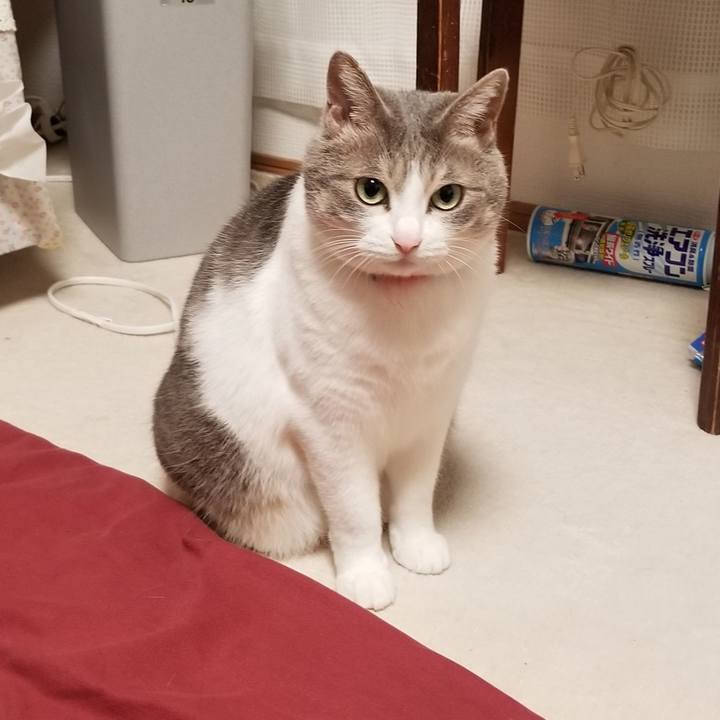 14018bd6 81c2 49a3 b4e1 04d94cd04187 1572006449391