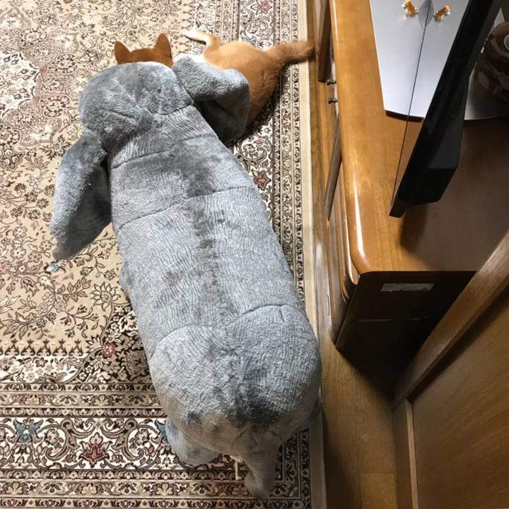 14042995 8437 4e31 905f b283aaca54df 1535165996811