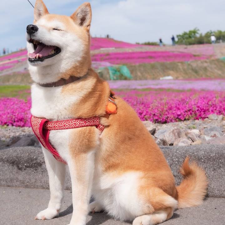 14053d85 2f95 4549 93a4 4a8c9f008b77 1559440647720