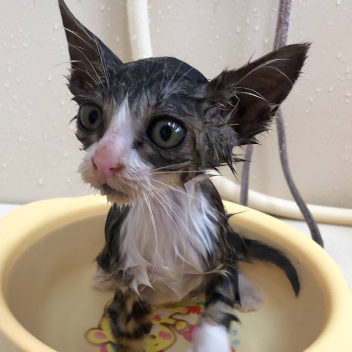 1408fbff c232 488b a5ba 2a7a2b8686c6 1560576572565