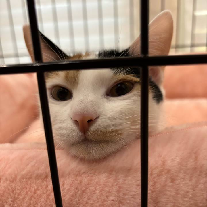 14097053 dc00 4e2e 83e4 96c6bf41d1f7 1766538207207