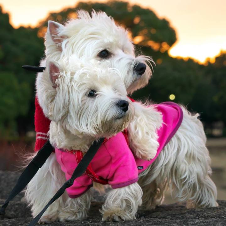 1409fb6b fae8 4c03 b78b 16b31c08f84c 1517836996159