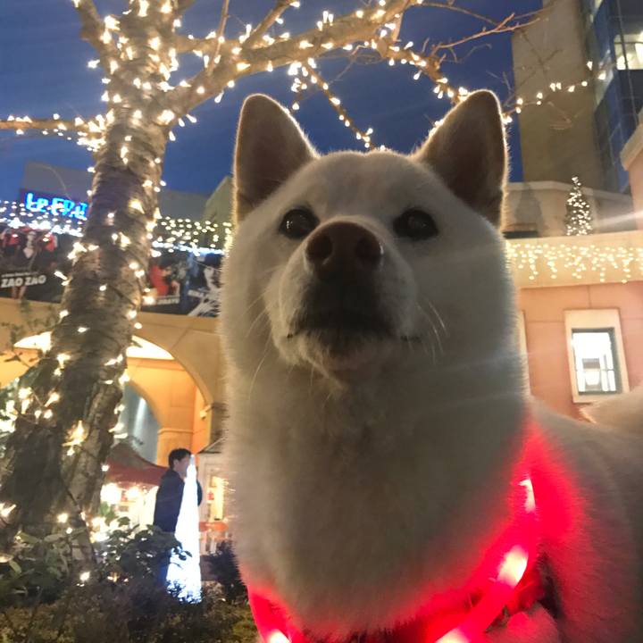 1410afb9 e8e1 403a 8619 8e6e573e0933 1514108681204