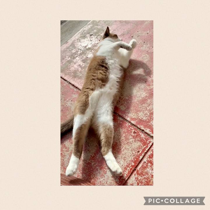 141121f6 cb7a 46ed b73c 65b90e5cc581 1764469996945