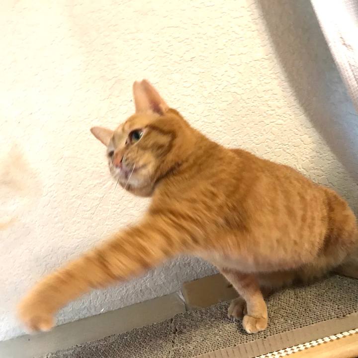 14145b8a 1762 4f53 a60e 345954b37c36 1587169192376