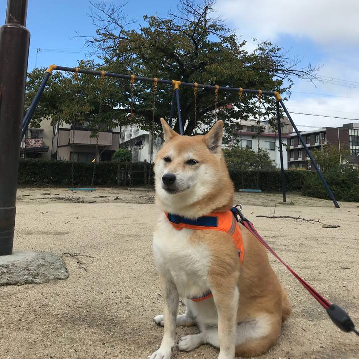 14154625 c366 44fc 9e38 1ea3e0c8c837 1508759870854