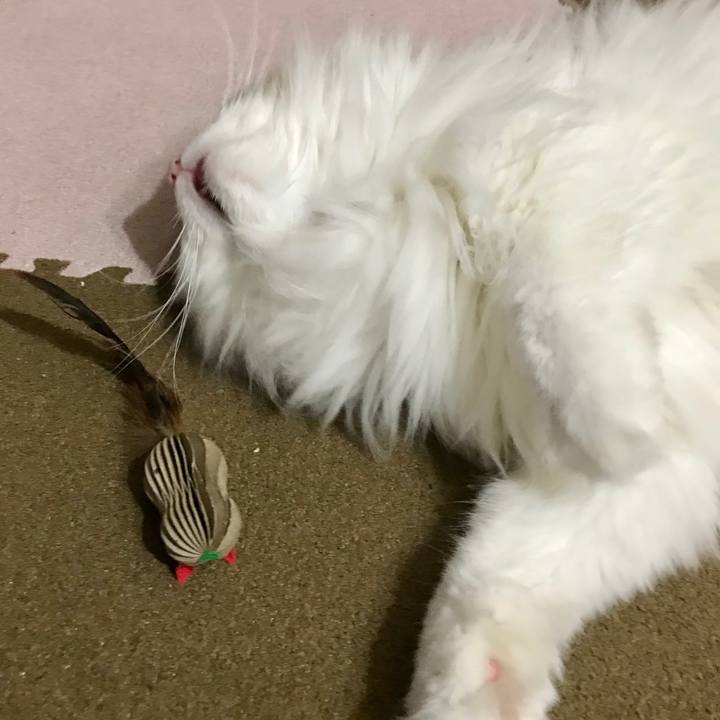 14164d23 e7d7 4585 8d79 bb8b7dd60d6c 1582632175874