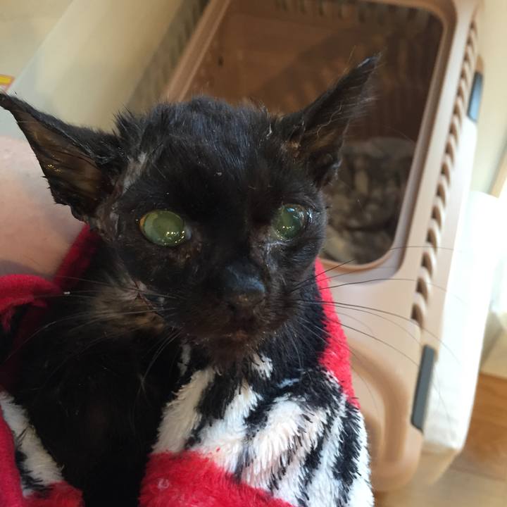 141a5217 7fd5 40aa 846f 37ab76420637 1597622300544