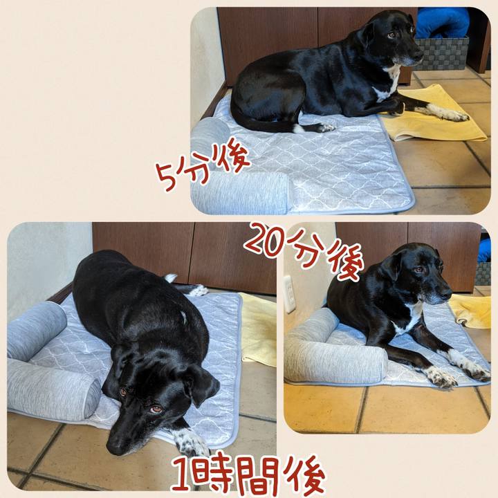 141a599e e54e 45ec a3c0 032818b8b578 1689298904835