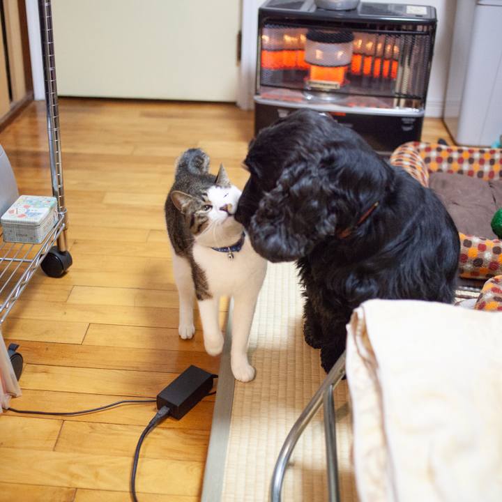 141e6c25 86f9 44ec 97f0 490f8c3141de 1550146536432