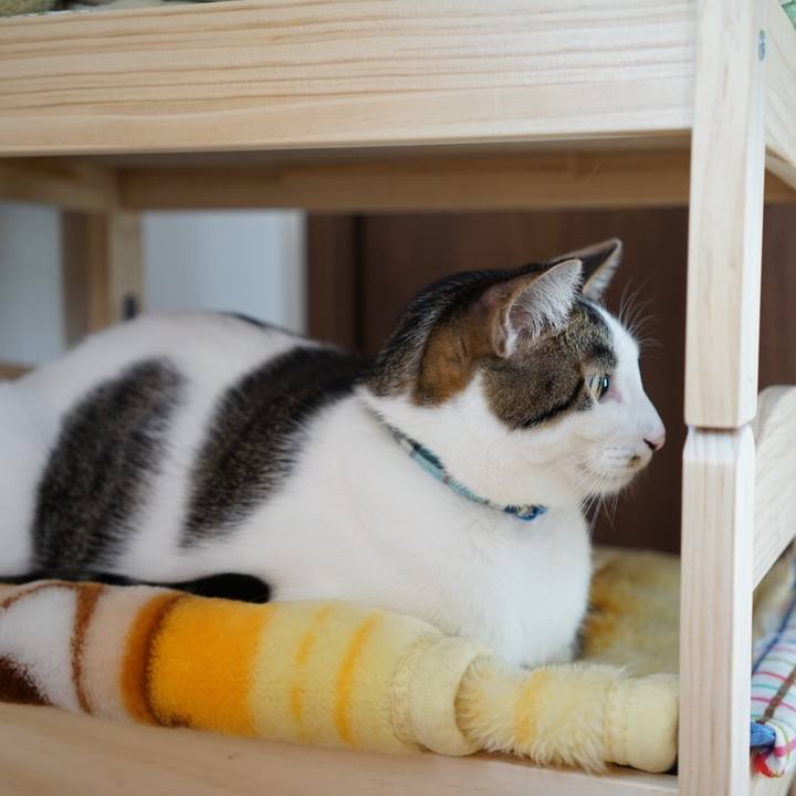 141f3c2a e703 4d4f a770 34f14ae3ead1 1513431873401