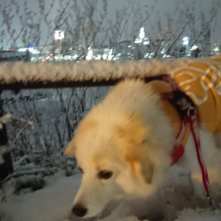 1420b075 a633 468f b402 2575a8afe227 1511513432522