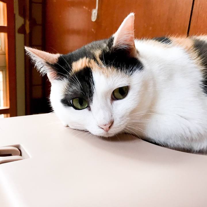 1423f5fc d7f7 442a a418 b59269e2c304 1530844851294