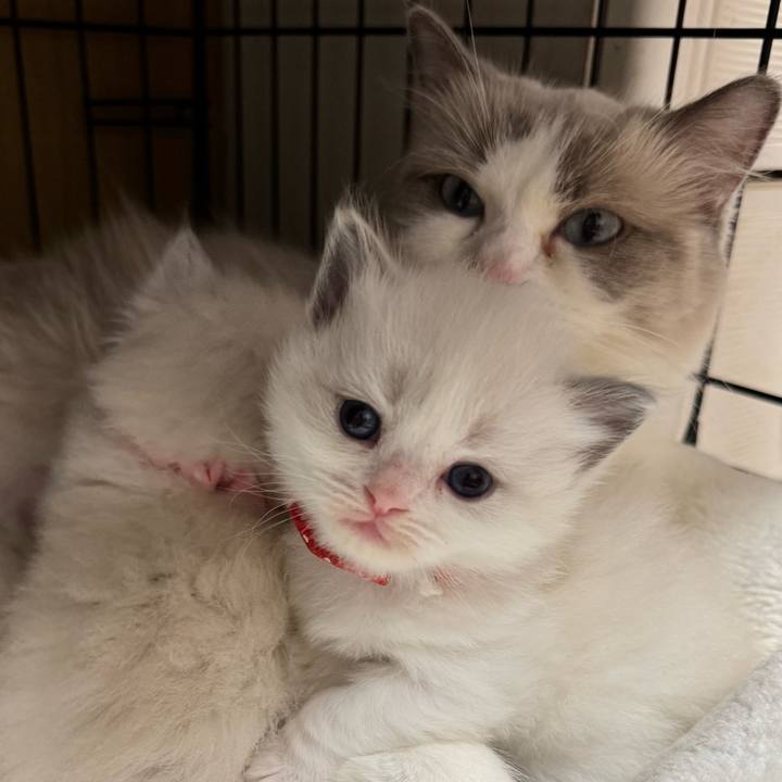 14268248 e4dc 4fc8 ae68 fa64b2c415c1 1735288361466