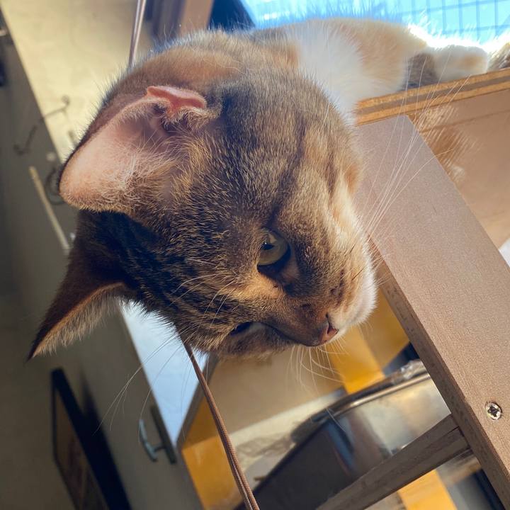 14273896 cdcf 414d ab51 dee0752a4626 1587607504564