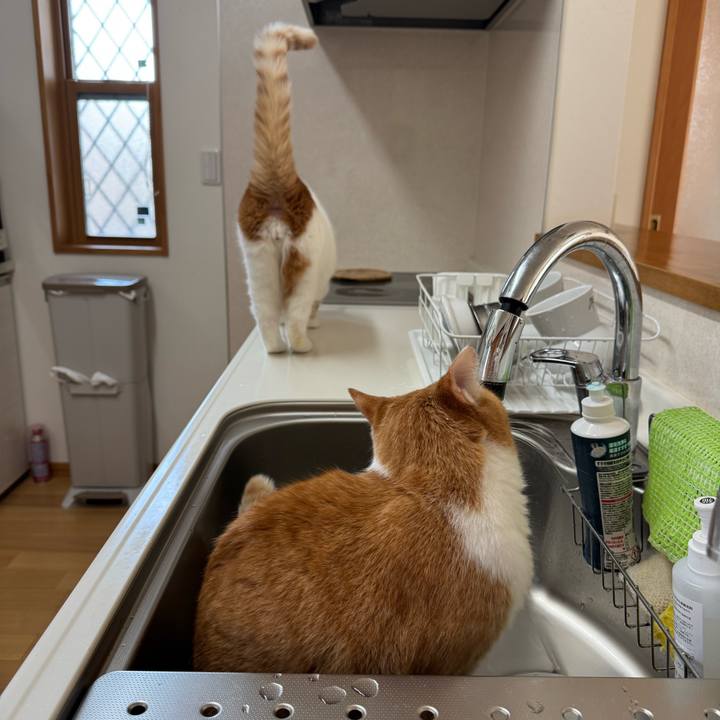 14293b75 7c26 4d8a b08d 1ab022fc0565 1763859957500