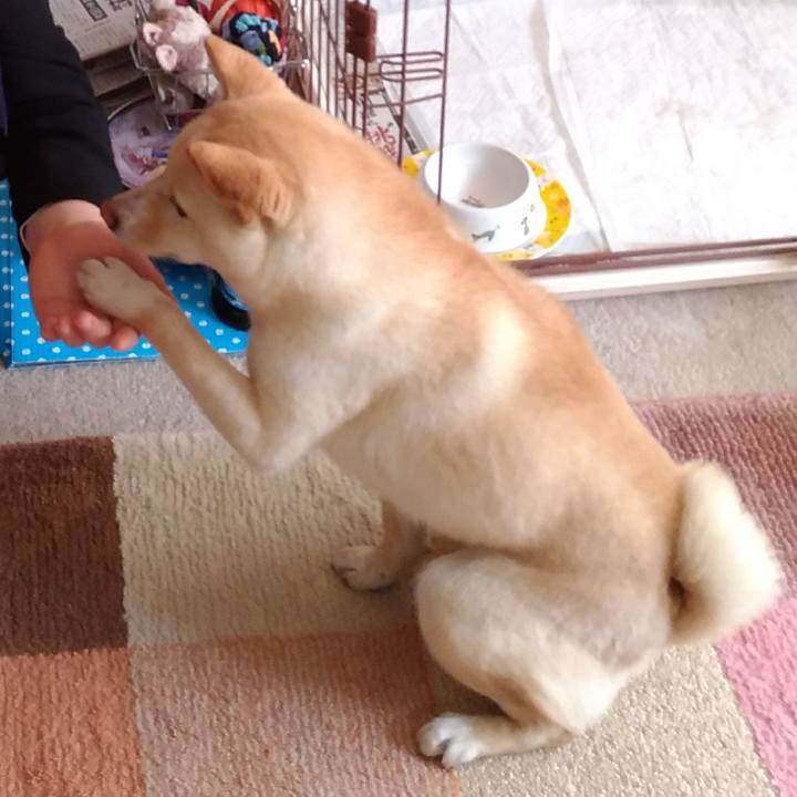 142a2094 1490 4342 83be 87f3c5829fd9 1520151033702