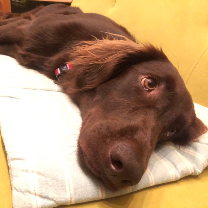 14388226 81d8 42cc 8767 5c591982a8b7 1590850274028