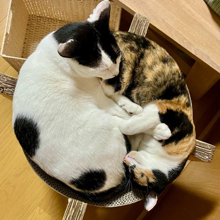 1438c462 9447 4de2 a1a8 1368a647a162 1713446487495