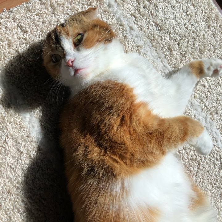 1438c94d 1cdb 4cd9 990c 8fc29ba07ab1 1582515322690