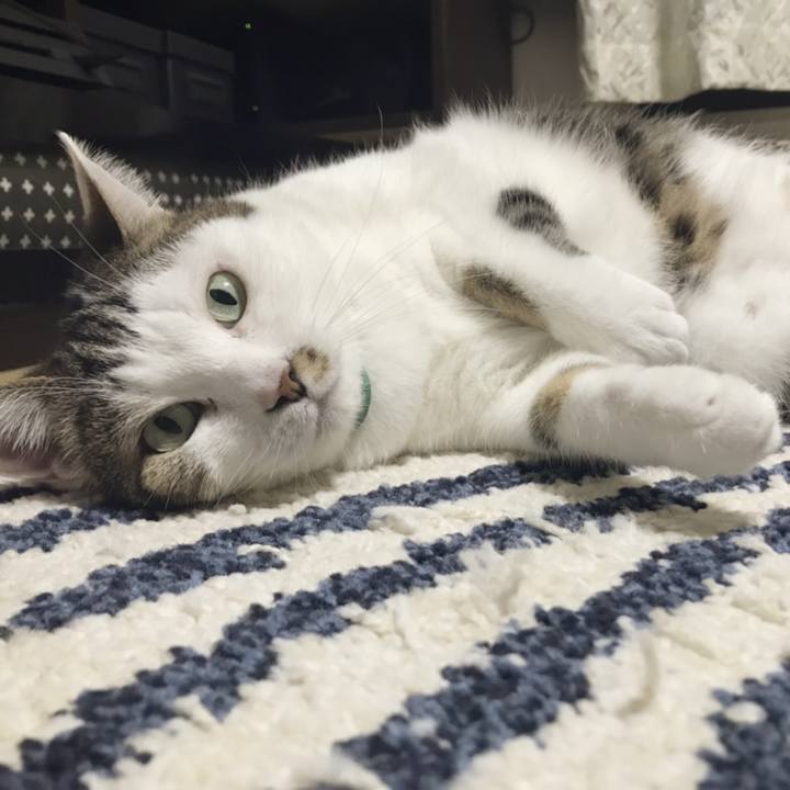 1438f378 828f 452c 8e7d 764cf9583df0 1555479418431