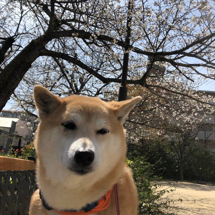 14394d25 1283 4472 908f fb2573b22a4f 1585313044086