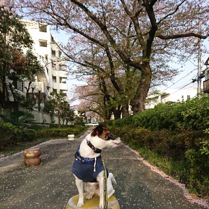 143957b6 b160 4e19 9960 f409c18a0533 1522621375396