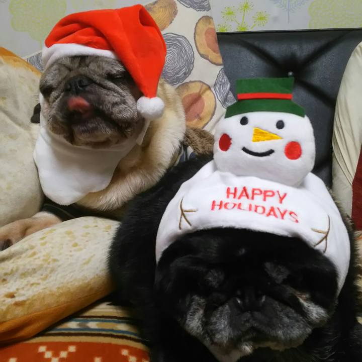 1439b0bb b0fc 459d be08 4d93f842366f 1513865015595