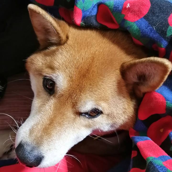 143ea8d4 a50b 40bb 9c58 c91ed6ef3328 1610465002205