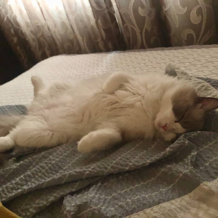 14428728 0a6d 4069 8132 a4a35a459398 1596521670880