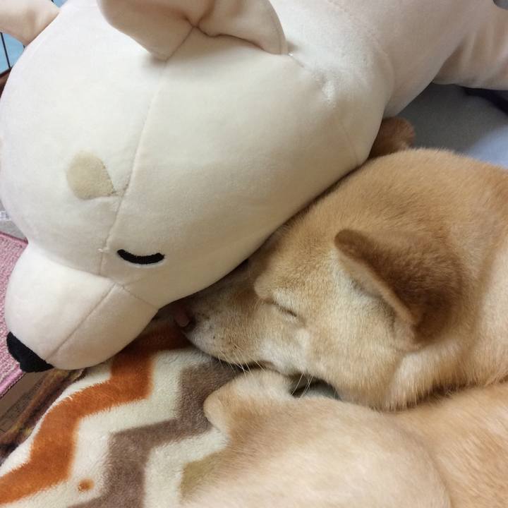 14453709 d393 4d36 bc0d 0b1853d3fea2 1511697634747