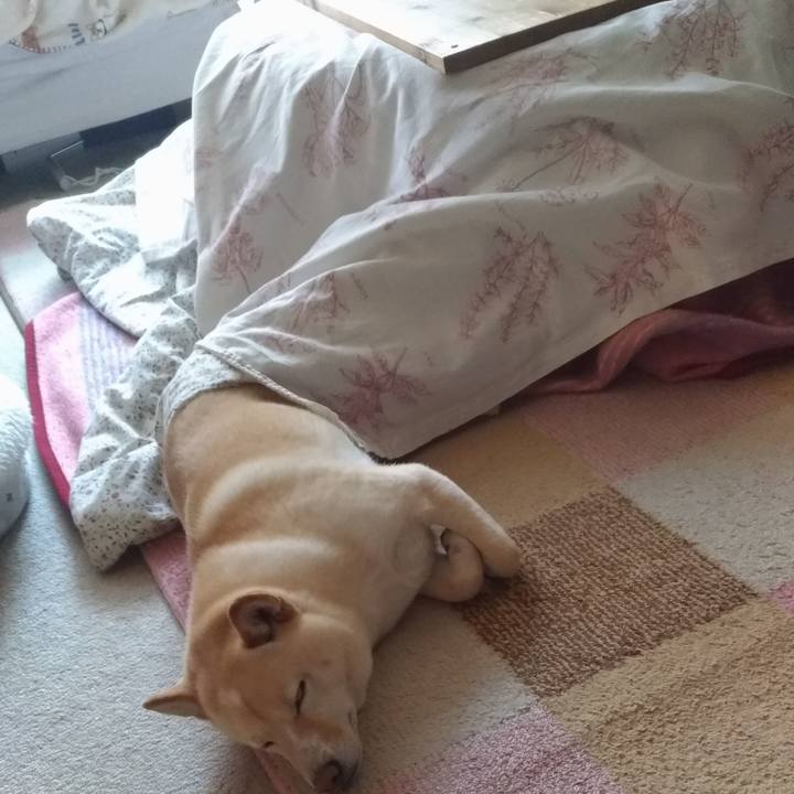 14481199 11ca 403d bd76 c6a79d69f1b3 1613023851663