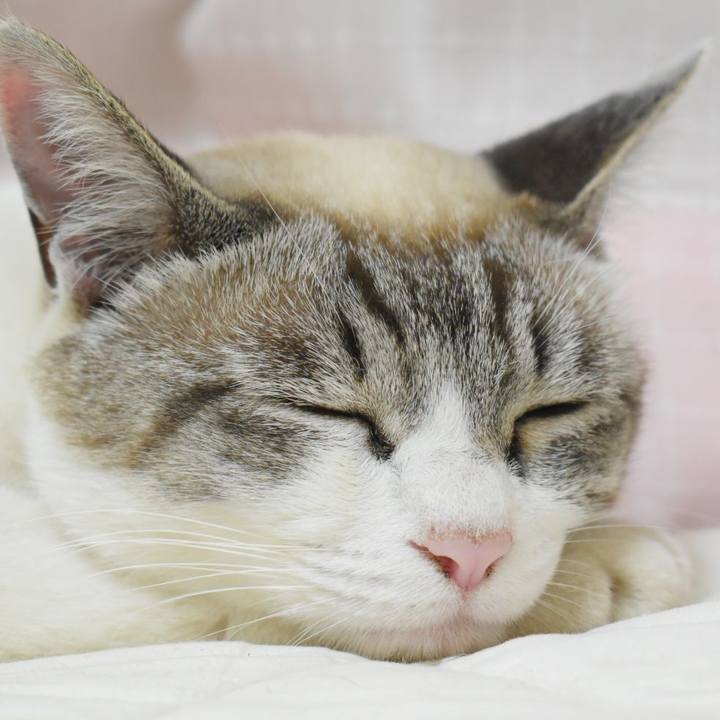 1449588c 0452 4e8e b0de f689131c93c3 1527414486819