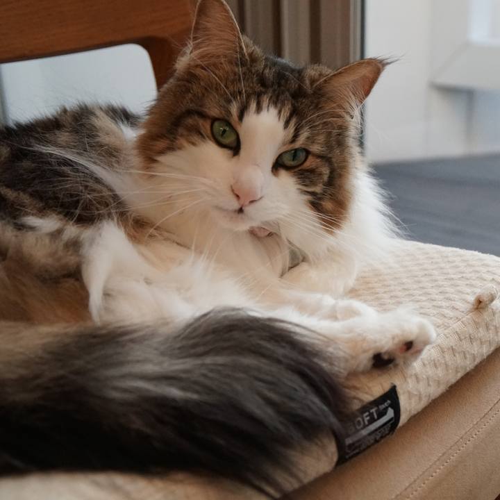 1449f4d4 3b5a 4d0f 9d1e 0e899c72c825 1552295493003