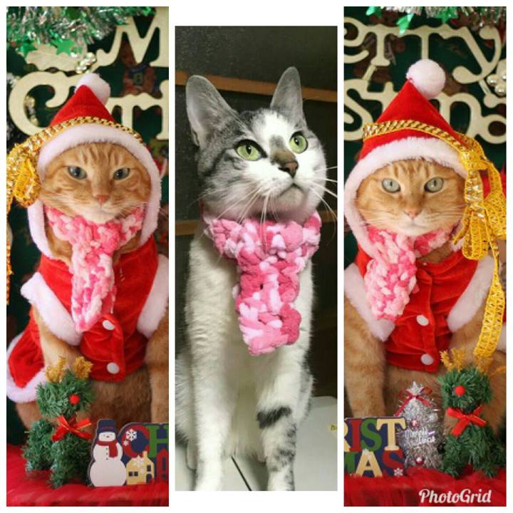 144a7fac 8049 4b54 876b e62f924bf07a 1545452855432