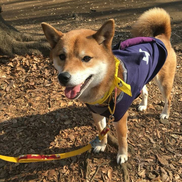 144dcc65 1a39 4f7c 80cc 3d8041017274 1516550653222