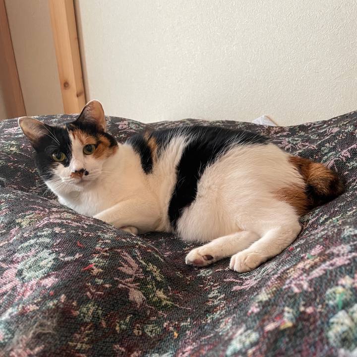 144e3333 8c27 4c55 a1ec 10228cb92227 1729465358790