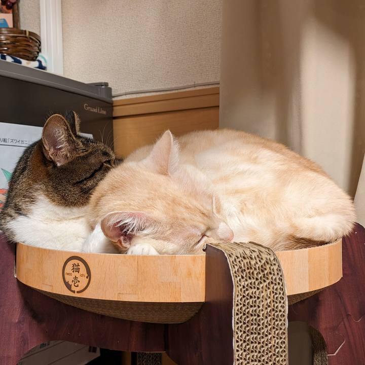 1453ab12 95c2 4588 a376 f6dba3a925c3 1703339501214