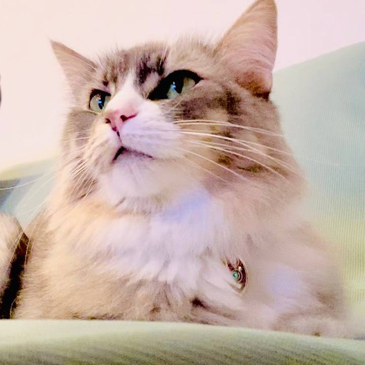 14555455 3f6f 439a 8ecd 2461f9beecd1 1594486531277