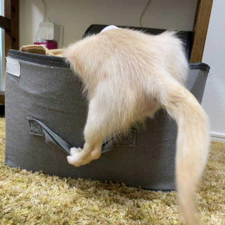 145cb0c6 4944 4fcb a81f ae3088c610ff 1591605744881