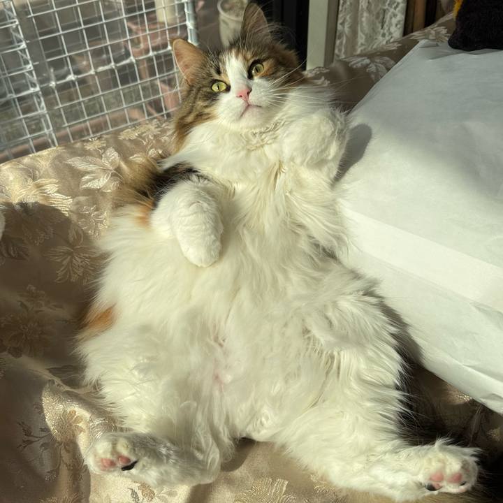 145f6041 5821 4e98 aaf5 0716f367f8c3 1770270367976