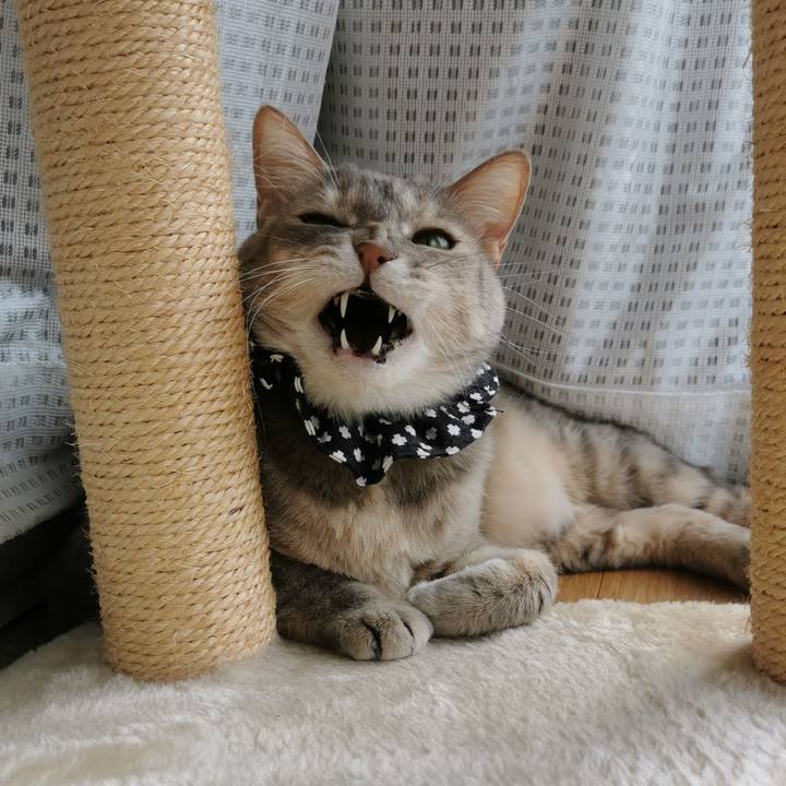 1461ebb6 c9f4 4ae0 939a d53264737602 1649823198451